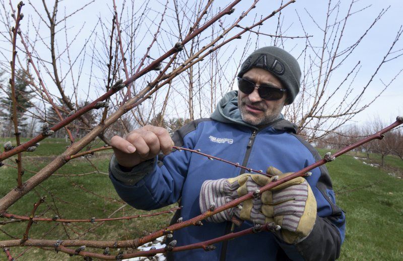 Cold weather causes massive peach crop destruction in New England
